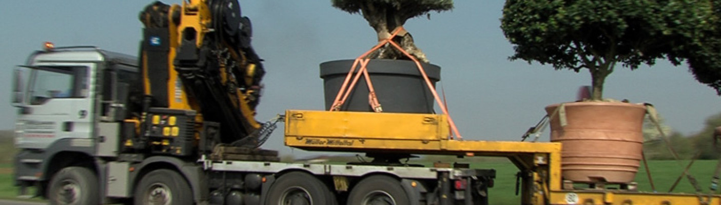 Schwertransport von Bäumen | Bildquelle: RTF.1 Schwertransport von Bäumen | Bildquelle: RTF.1