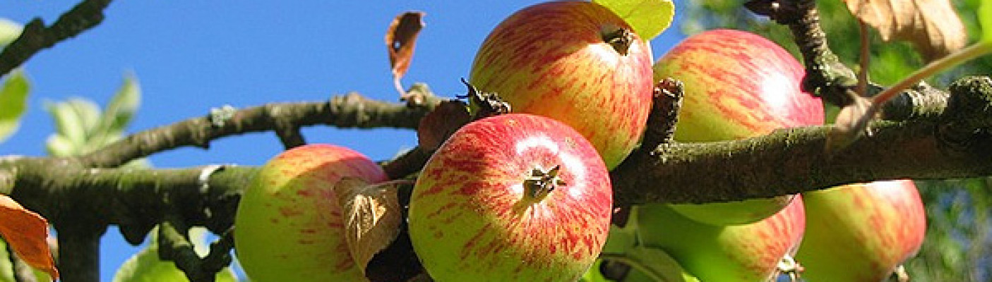 Apfelbaum mit Äpfeln | Bildquelle: pixabay.com