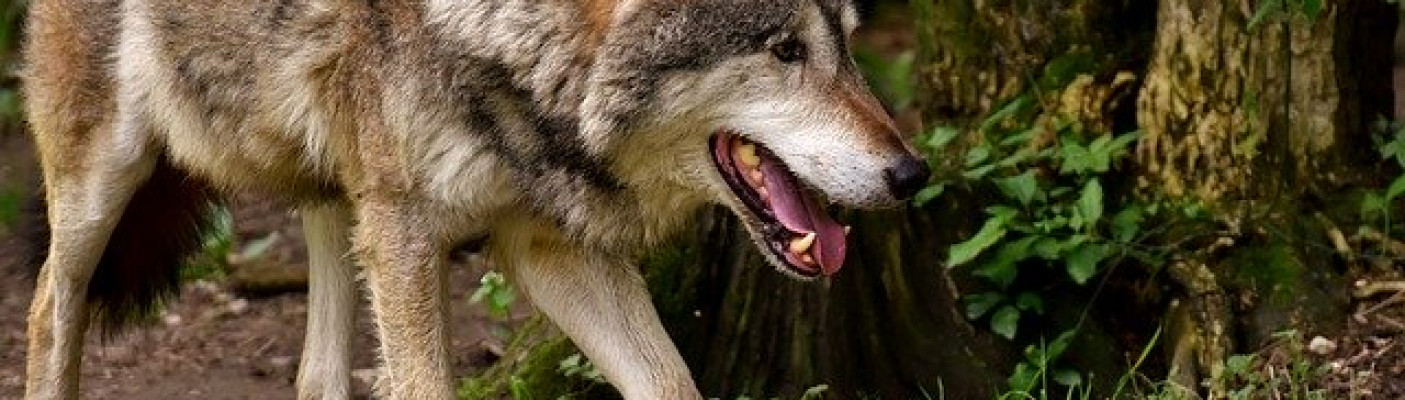 Wolf | Bildquelle: Bild von Alexas_Fotos auf Pixabay 