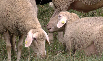 Schafe auf der Wiese | Bildquelle: RTF.1