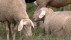 Schafe auf der Wiese | Bildquelle: RTF.1