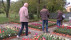 Tulpenblüte Gönningen | Bildquelle: RTF.1