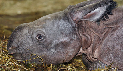 Junges Panzernashorn