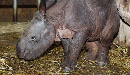 Panzernashorn-Nachwuchs