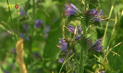 Biosphärengebiet Schwäbische Alb | Bildquelle: RTF.1