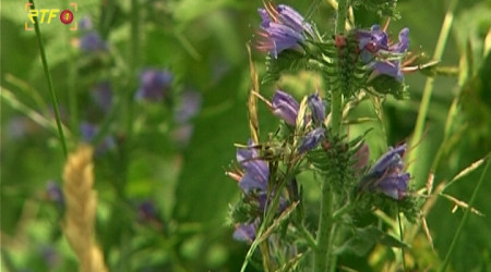 Biosph&auml;rengebiet Schw&auml;bische Alb | Bildquelle: RTF.1