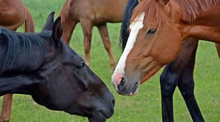 Besonderes Turnier - das Haupt und Landgest&uuml;t Marbach ist Schauplatz eines inklusives Reitturniers 