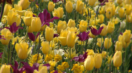 Gartenschau Balingen | Bildquelle: RTF.1