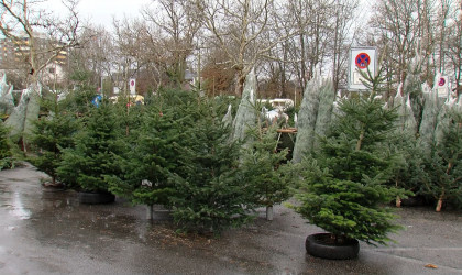 Christbaumverkauf | Bildquelle: RTF.1