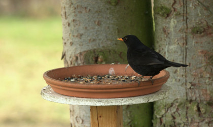 Amsel | Bildquelle: RTF.1