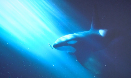 Fotoausstellung "WinterWale" im Naturkundemuseum | Bildquelle: RTF.1