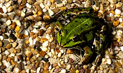 Frosch | Bildquelle: Stadt Reutlingen