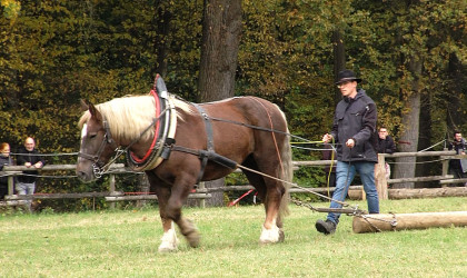 Pferd mit Holzstamm auf dem Fuhrmannstag | Bildquelle: RTF.1