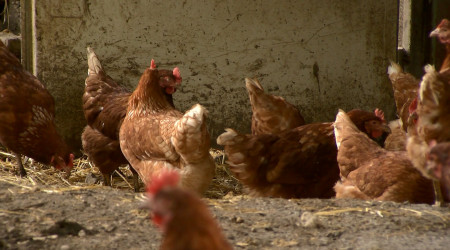 Freiland Hühner | Bildquelle: RTF.1