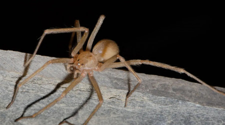 Chilenische Einsiedlerspinne | Bildquelle: Hubert Höfer / SMNK