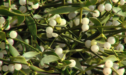 Misteln | Bildquelle: RTF.1