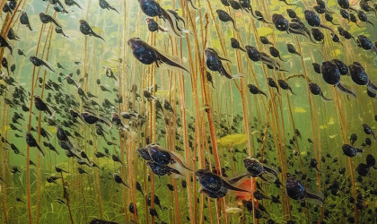 "Wildlife Photographer of the Year" im Naturkundemuseum | Bildquelle: RTF.1