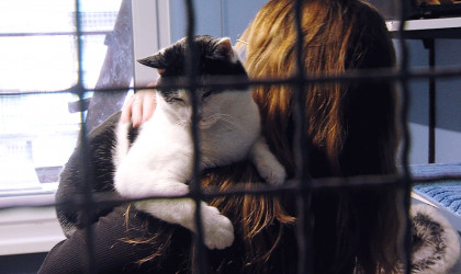 Die verschmusten Katzen im Tierheim Reutlingen lieben die ehrenamtlichen Katzenstreichler  | Bildquelle: RTF.1