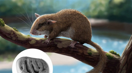 Stachelbilch | Bildquelle: Universit&auml;t T&uuml;bingen