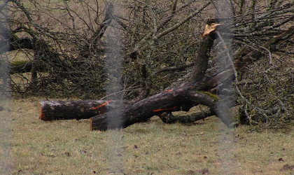 Gef&auml;llter Streuobstbaum | Bildquelle: RTF.1