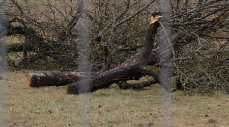 Gef&auml;llter Streuobstbaum | Bildquelle: RTF.1