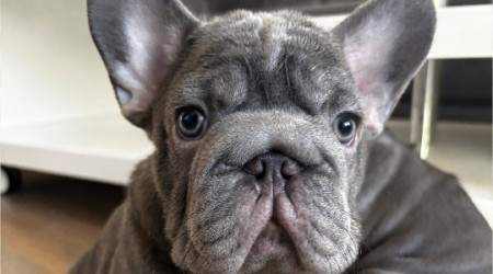 Franz&ouml;sischer-Bulldoggen-Welpe | Bildquelle: PETA