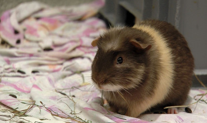 Meerschweinchen im Sommer | Bildquelle: RTF.1