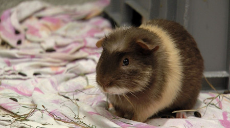 Meerschweinchen im Sommer | Bildquelle: RTF.1