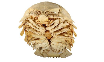Riesenassel Bathynomus tuebingoborikensis | Bildquelle: Julie Klaess