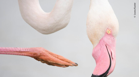 Wildlife Photographer of the Year | Bildquelle: Leana Kuster