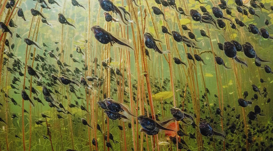 "Wildlife Photographer of the Year" im Naturkundemuseum | Bildquelle: RTF.1