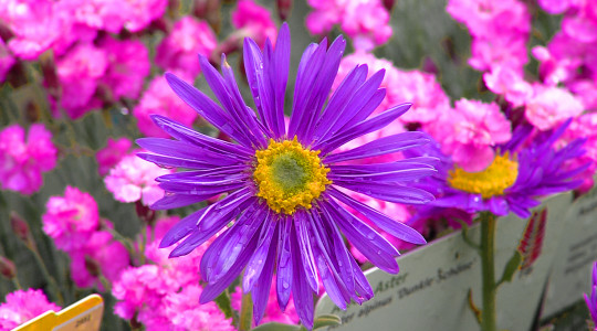 GardenLife 2026 | Bildquelle: RTF.1
