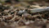 Waldbrand | Bildquelle: RTF.1