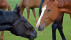 Pferde | Bildquelle: Pixabay