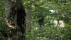 Baum | Bildquelle: RTF.1