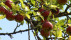 Apfelbaum | Bildquelle: RTF.1