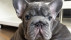 Franz&ouml;sischer-Bulldoggen-Welpe | Bildquelle: PETA