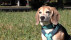 Hund Sebbi | Bildquelle: RTF.1