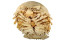 Riesenassel Bathynomus tuebingoborikensis | Bildquelle: Julie Klaess