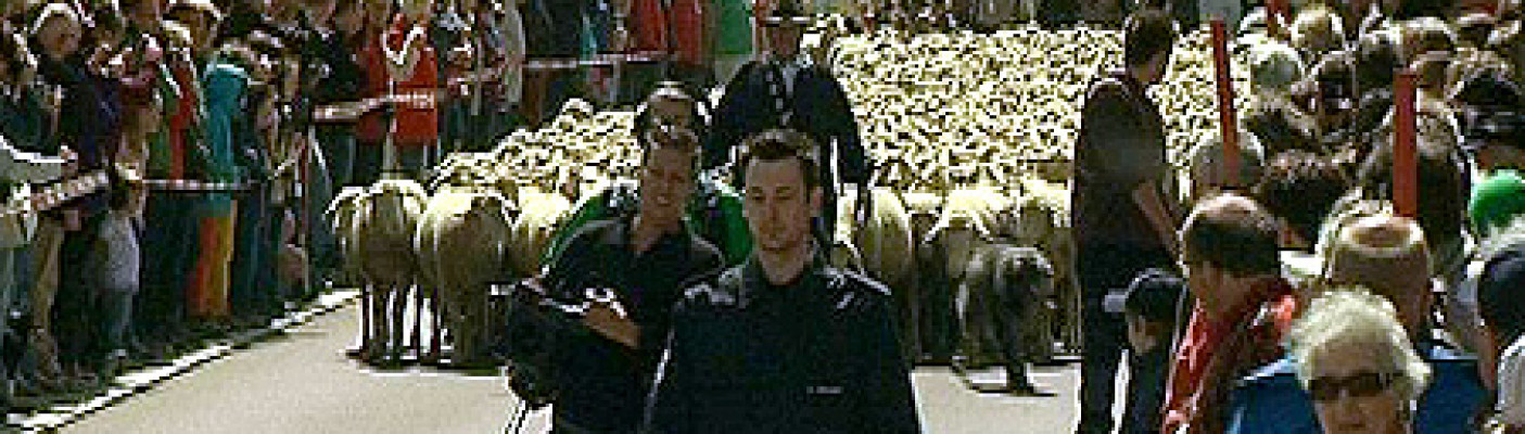 Schafauftrieb | Bildquelle: RTF.1