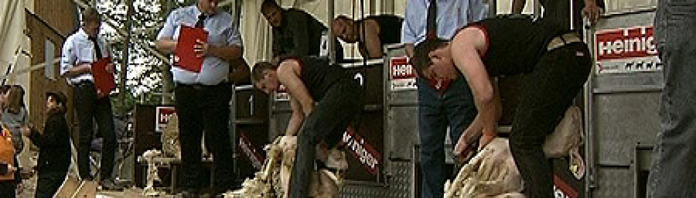 Baden-W&uuml;rttembergische Schafschurmeisterschaft | Bildquelle: RTF.1