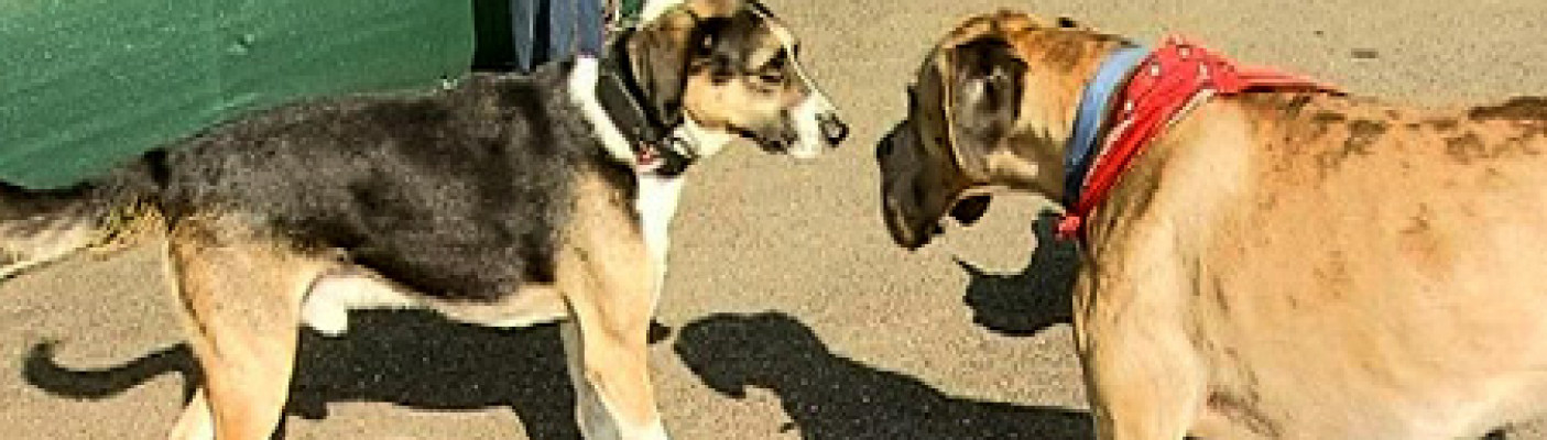 Zwei Hunde | Bildquelle: RTF.1