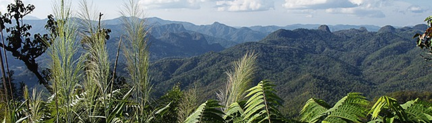 Urwald | Bildquelle: Pixabay.com