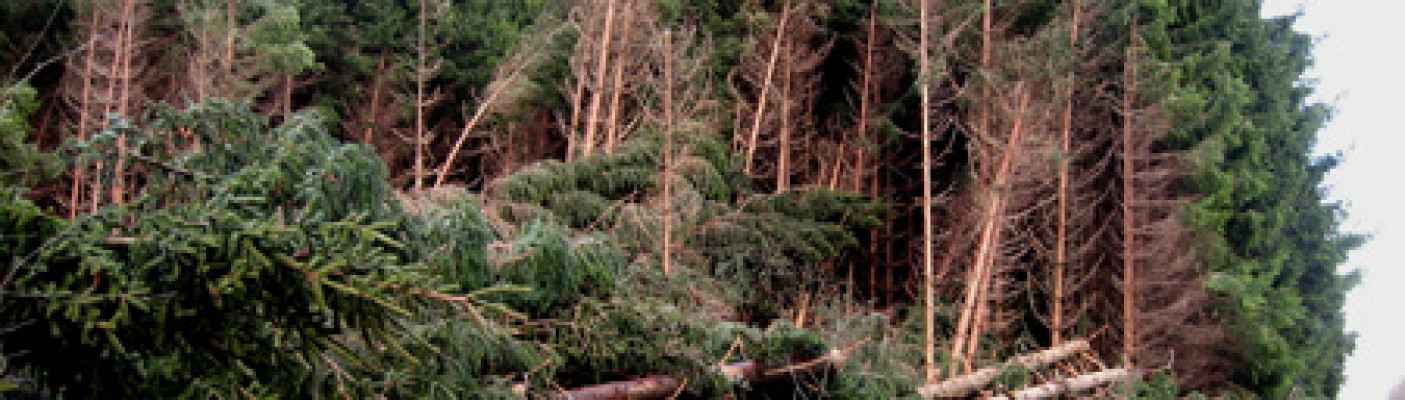 Umgestürzte Bäume durch einen Sturm | Bildquelle: pixelio.de - disegno