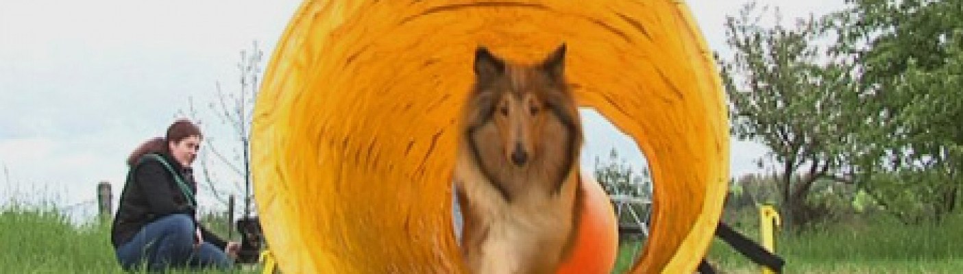 Dog-Trail | Bildquelle: RTF.1
