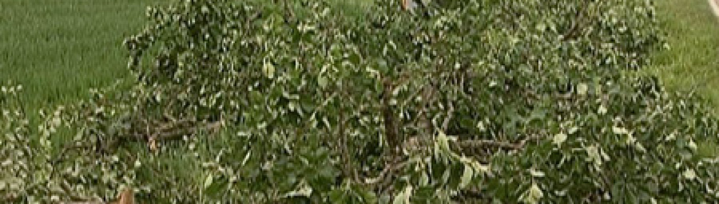 Durch Unfall zerst&ouml;rter Birnbaum | Bildquelle: RTF.1