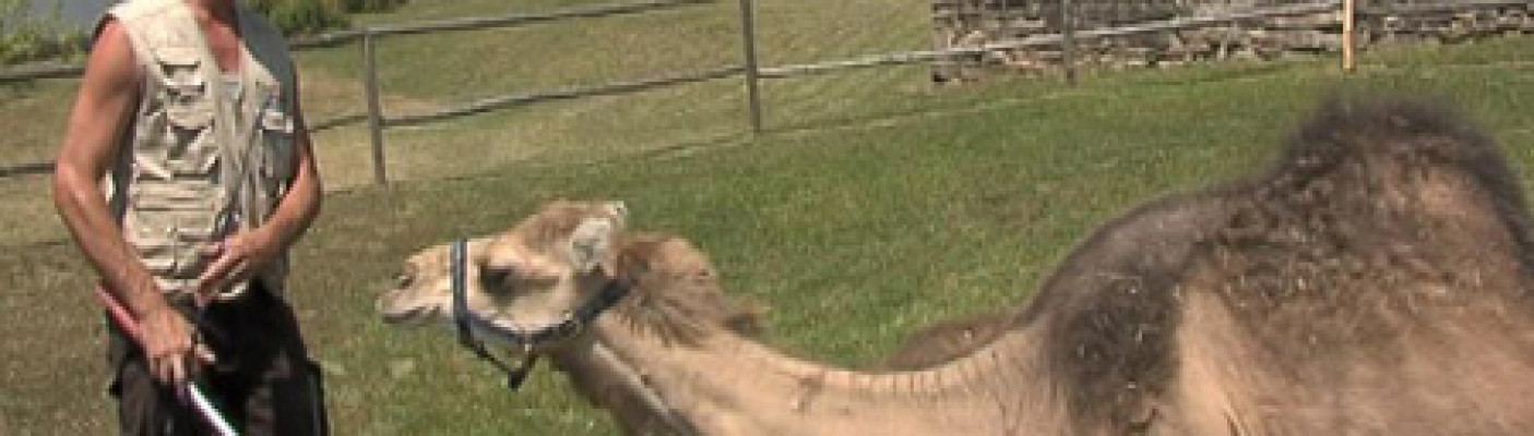 Kamele im Freilichtmuseum Hechingen-Stein | Bildquelle: RTF.1