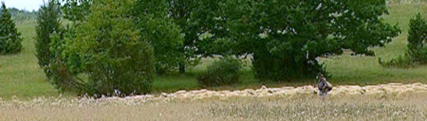 Wacholderheide auf der Schw&auml;bischen Alb | Bildquelle: RTF.1