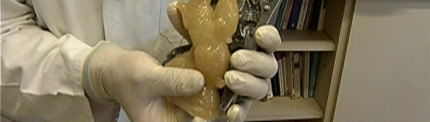 Zuckerhasen | Bildquelle: RTF.1