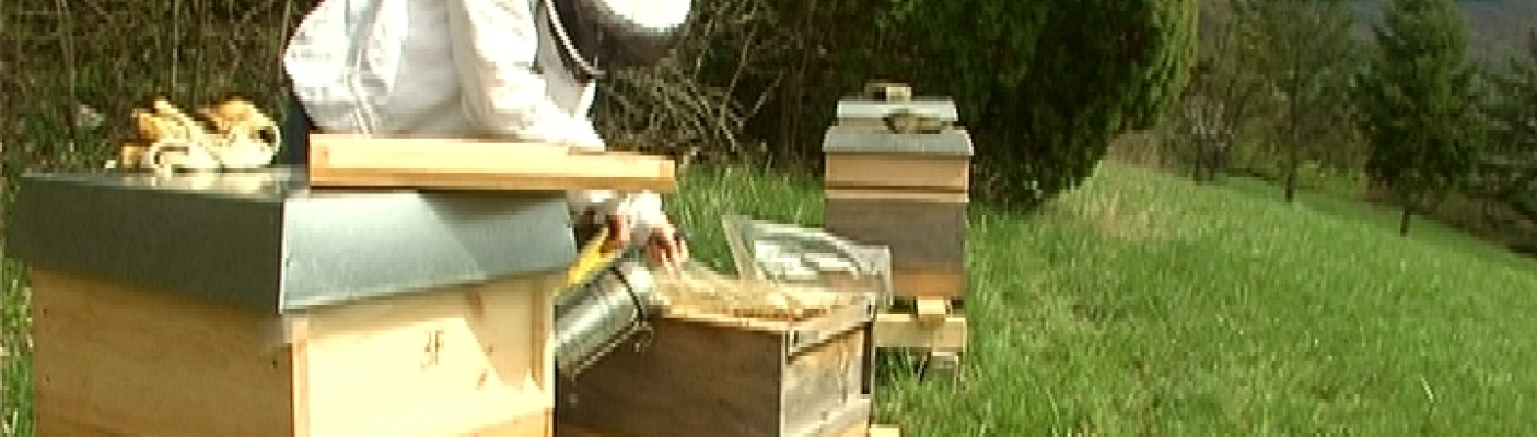 Bienen | Bildquelle: RTF.1